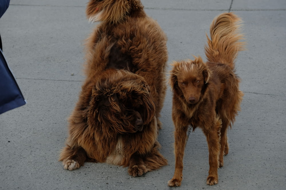 a couple of brown dogs standing next to each other