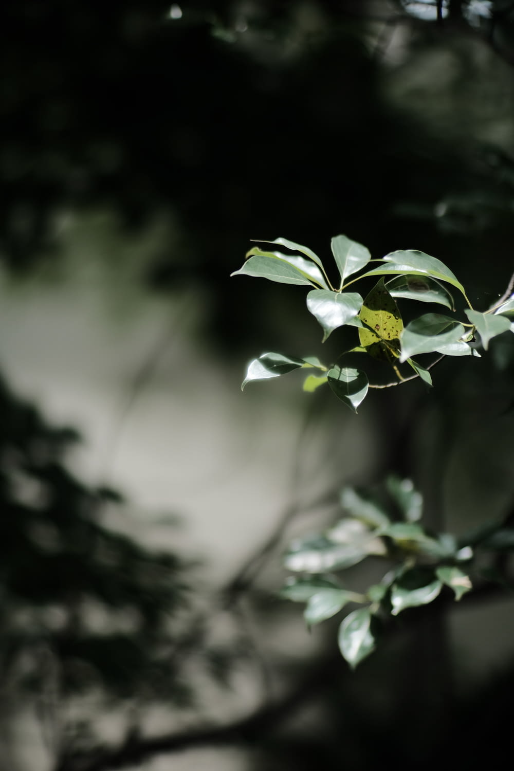 a leafy tree branch with a yellow flower on it