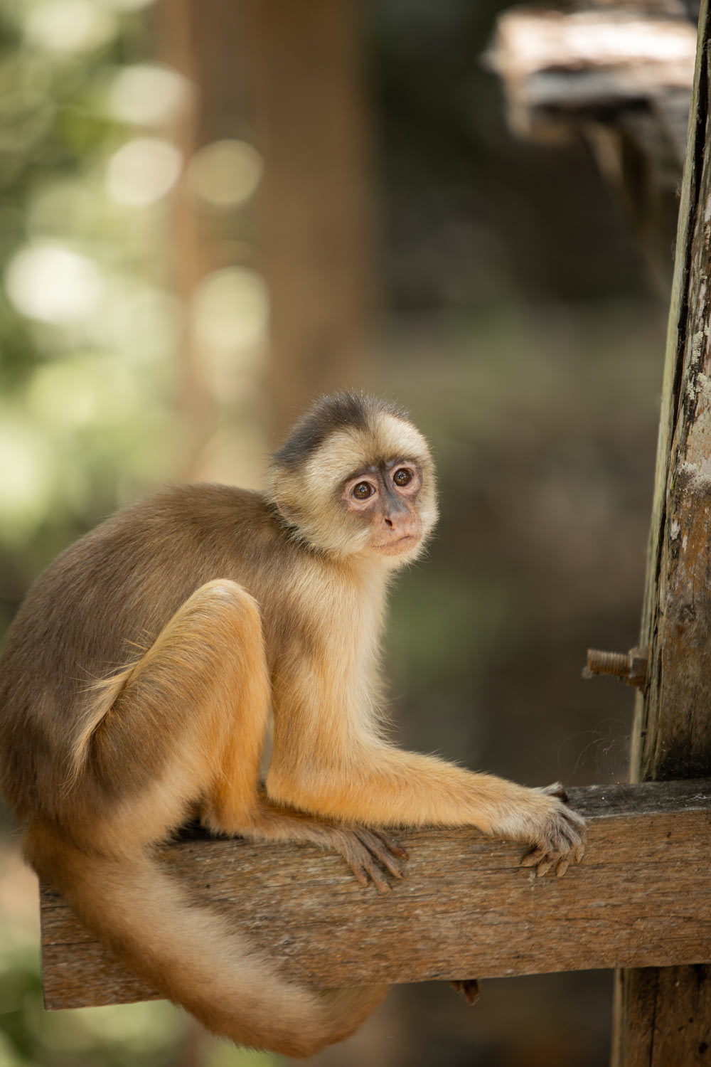 a small monkey sitting on top of a wooden beam