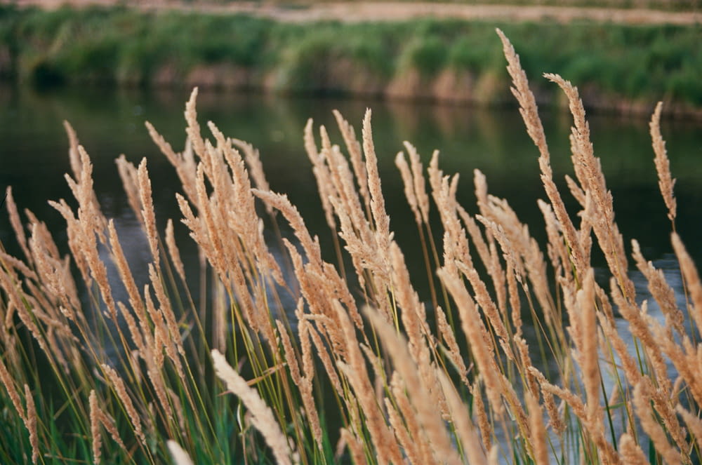 a bunch of tall grass next to a body of water