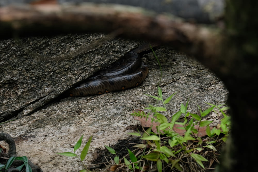 a caterpillar crawling on the side of a rock