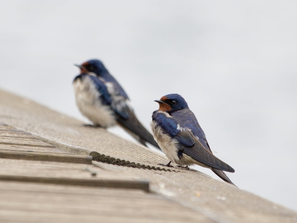 two small birds are sitting on the roof of a building