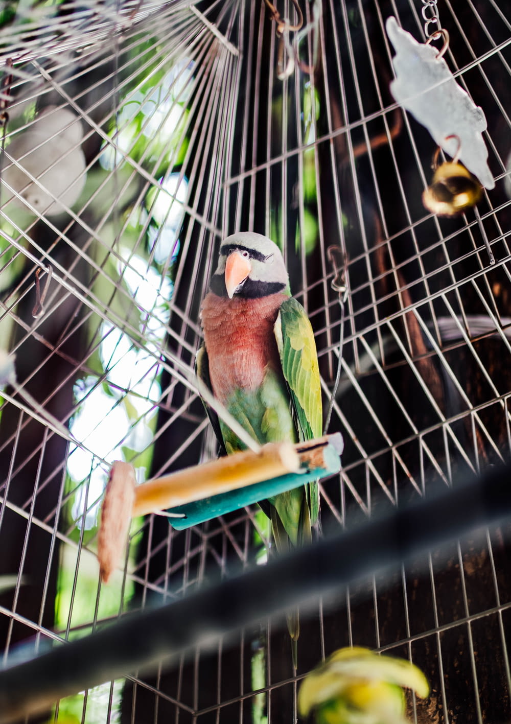 a colorful bird sitting on top of a cage