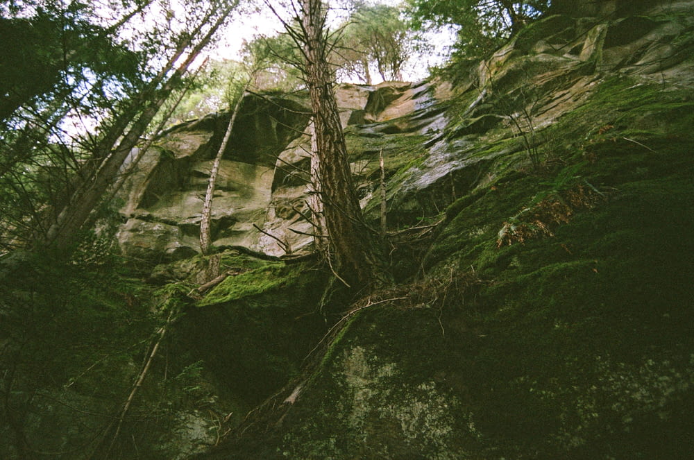 a rocky cliff with trees growing out of it