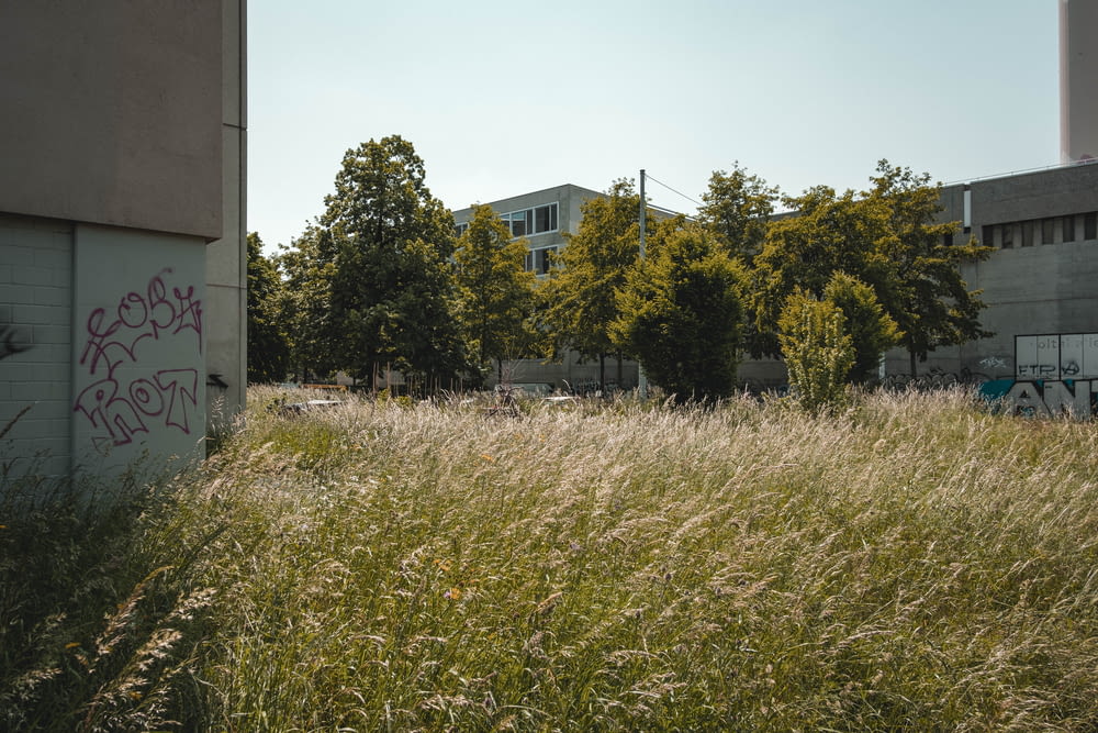 a field of tall grass next to a building