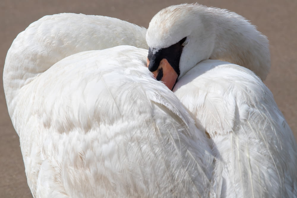 a close up of a white swan with its head on its back