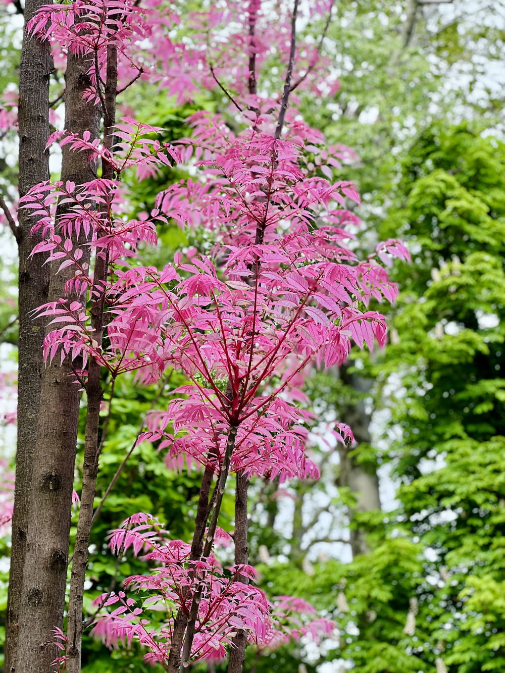 a tree with pink flowers in a forest