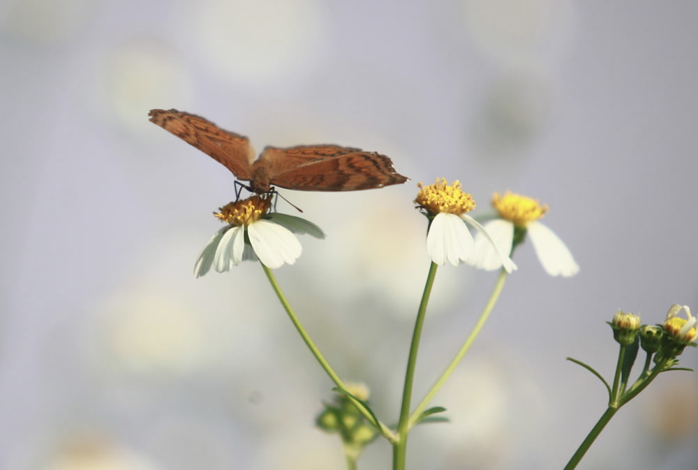 a brown and white butterfly sitting on top of a flower