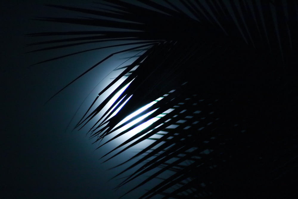a palm tree with the moon in the background