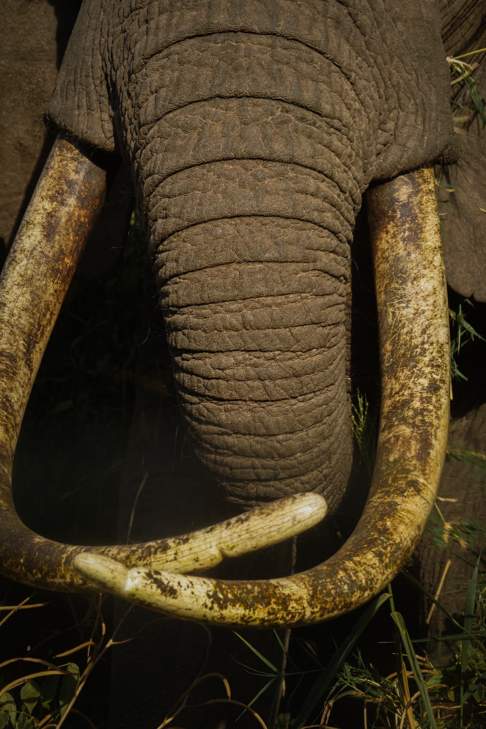 a close up of an elephant's trunk and tusks