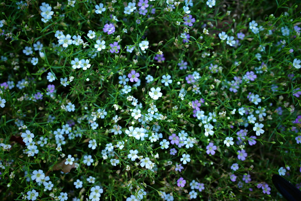 a bunch of small blue and white flowers