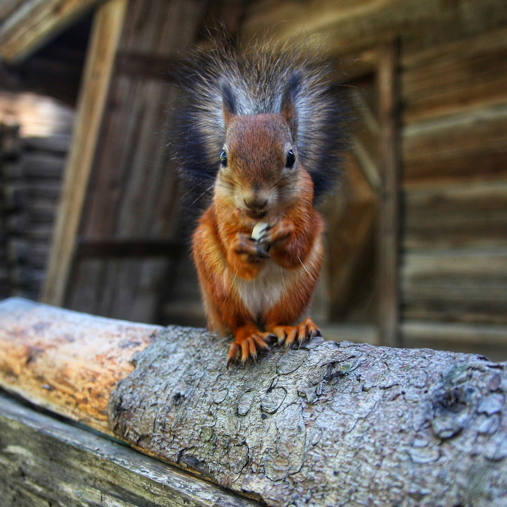 a red squirrel sitting on a log in front of a building