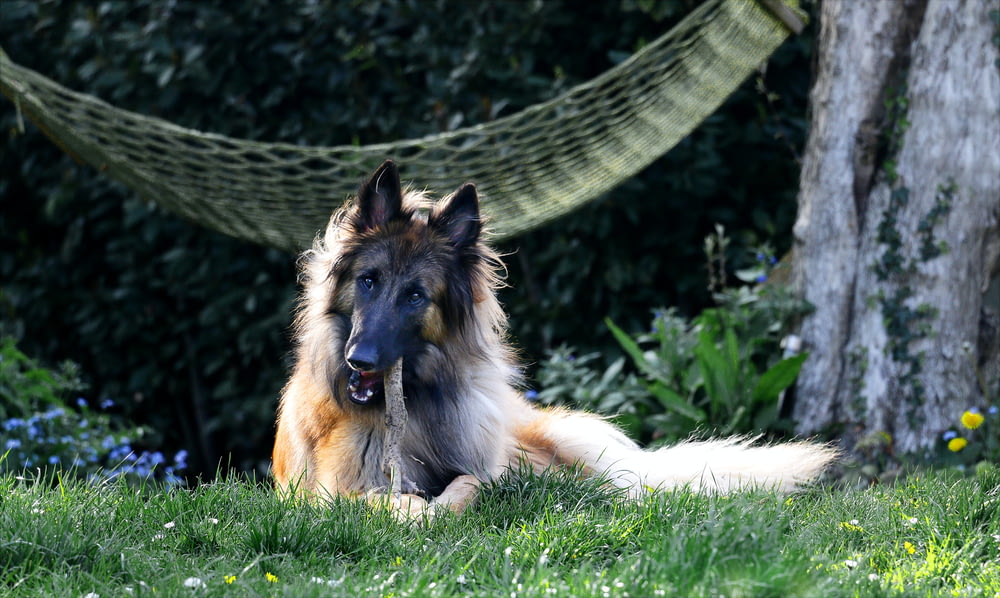ein Hund, der im Gras neben einer Hängematte liegt