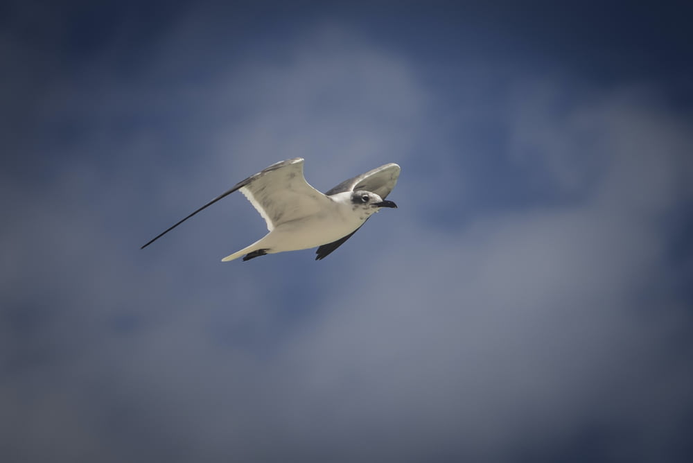 a seagull flying through a cloudy blue sky