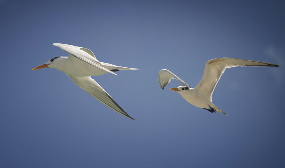 two seagulls are flying in the blue sky