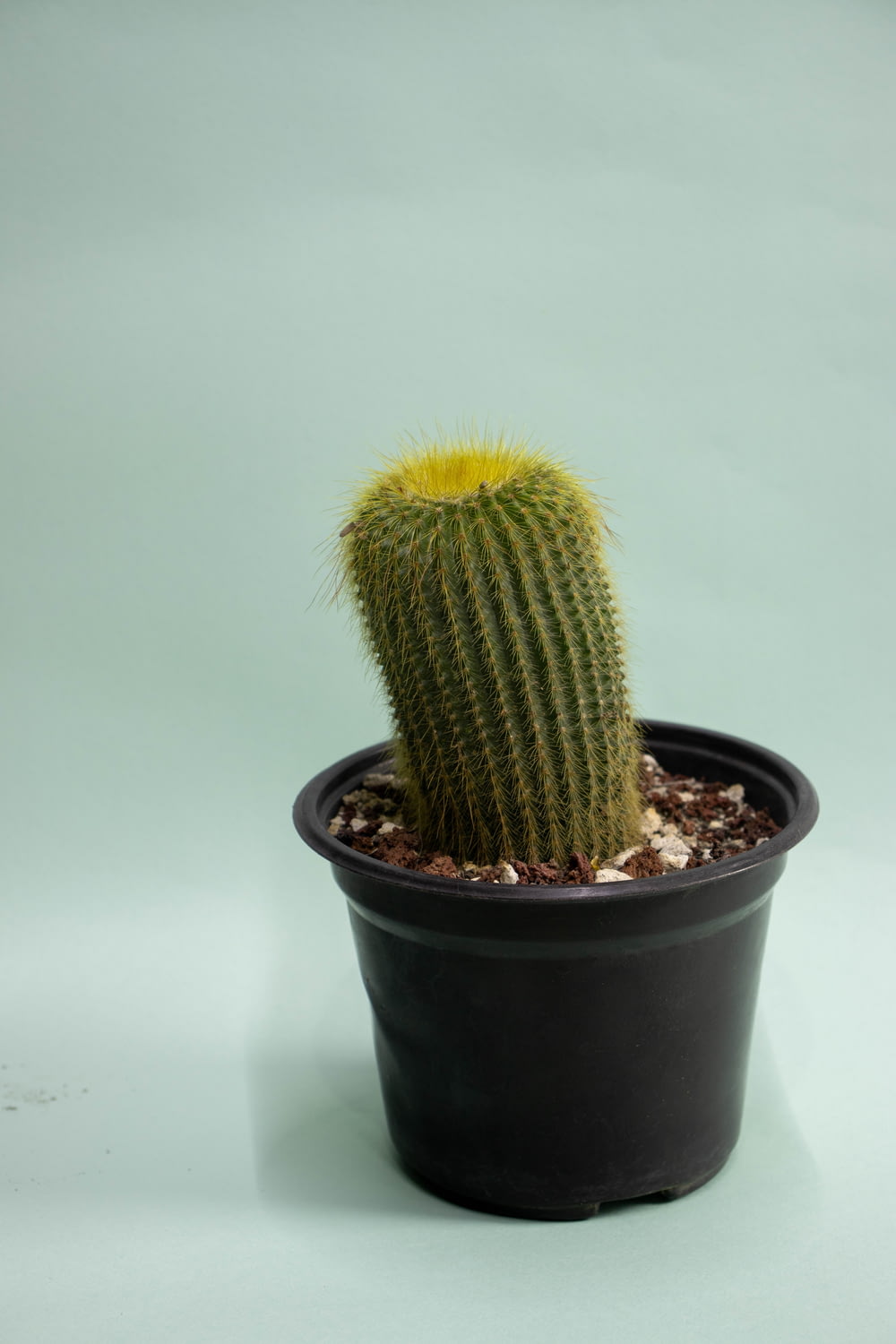a small cactus in a black pot