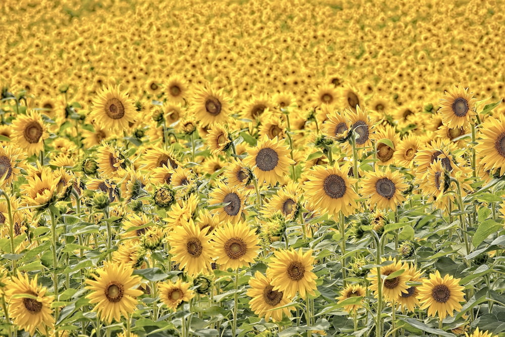ein großes Feld gelber Sonnenblumen auf einem Feld