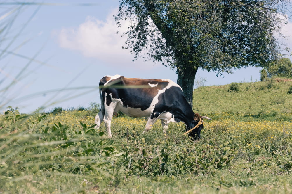 a brown and white cow grazing in a field