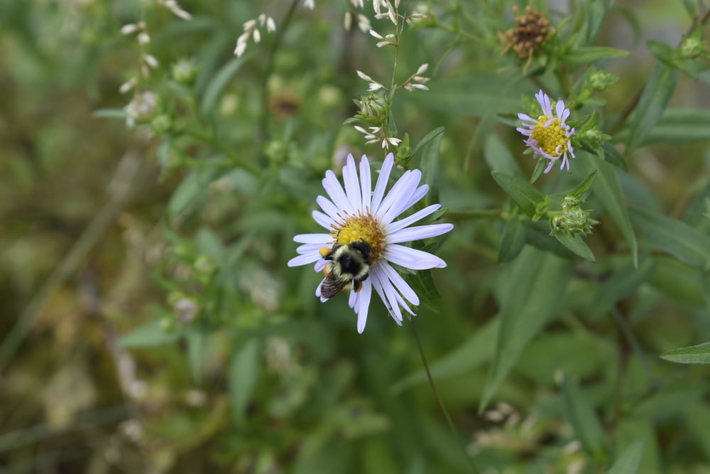 un'ape seduta su un fiore in un campo