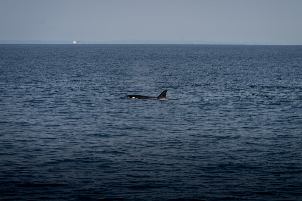 a whale swimming in the middle of the ocean