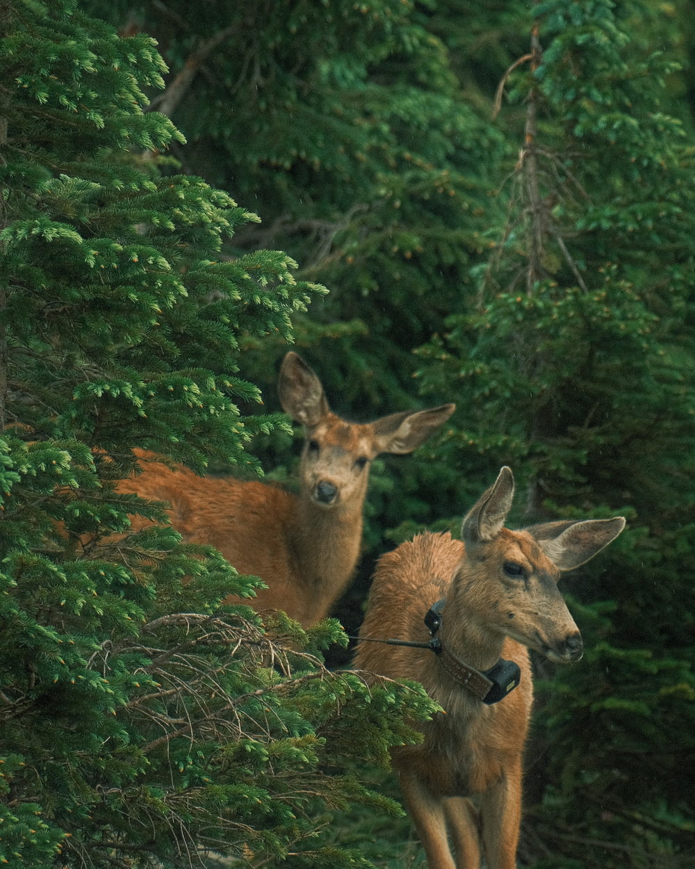two deer standing next to each other in a forest