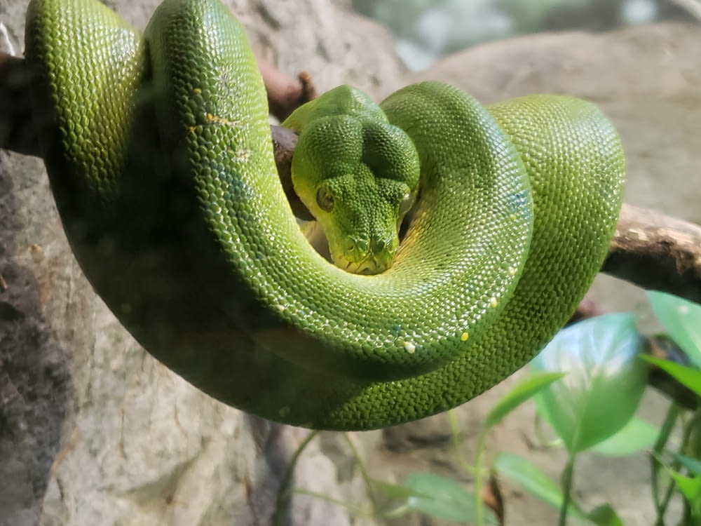 緑の蛇が枝に丸まった