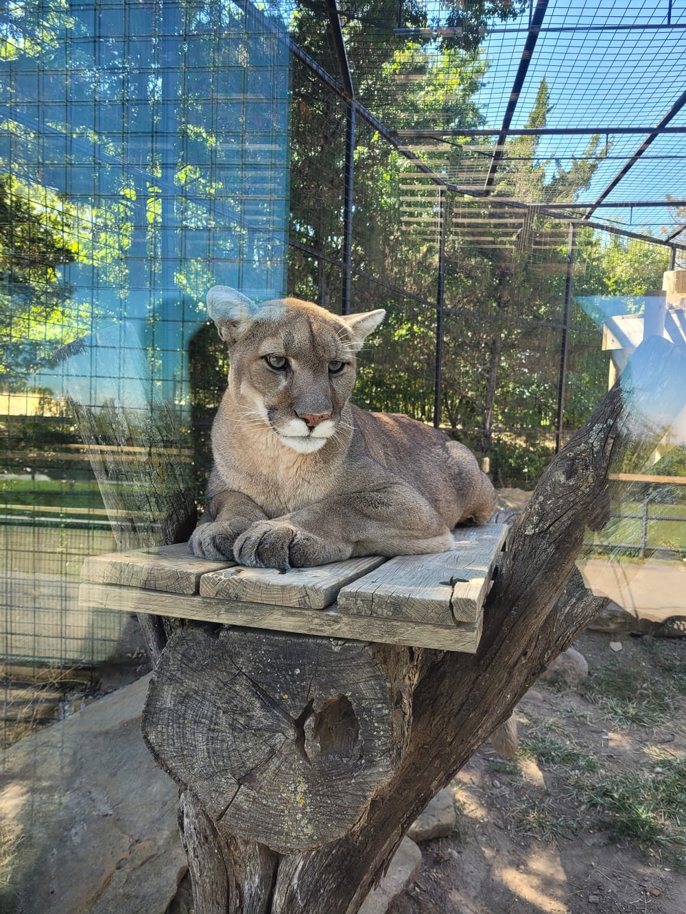 un gros chat assis au sommet d’une souche d’arbre