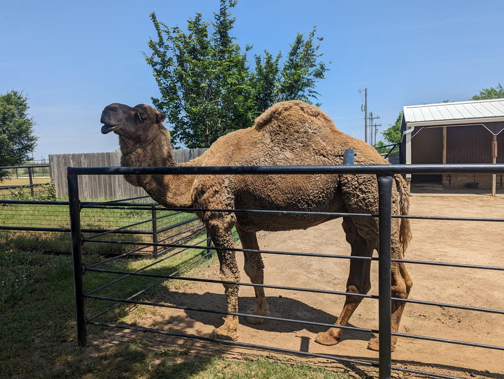 a camel standing in a fenced in area