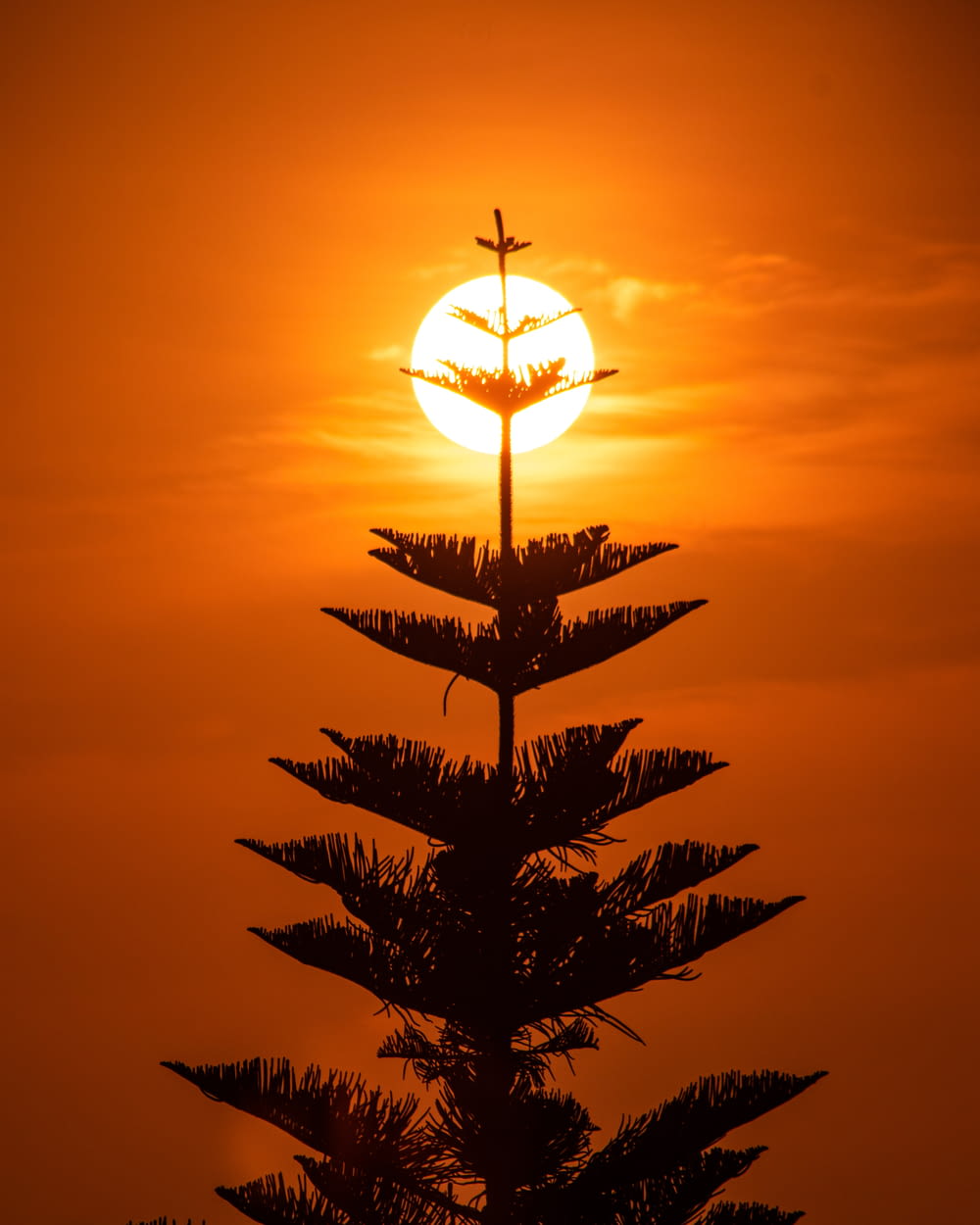the sun is setting behind a tall tree