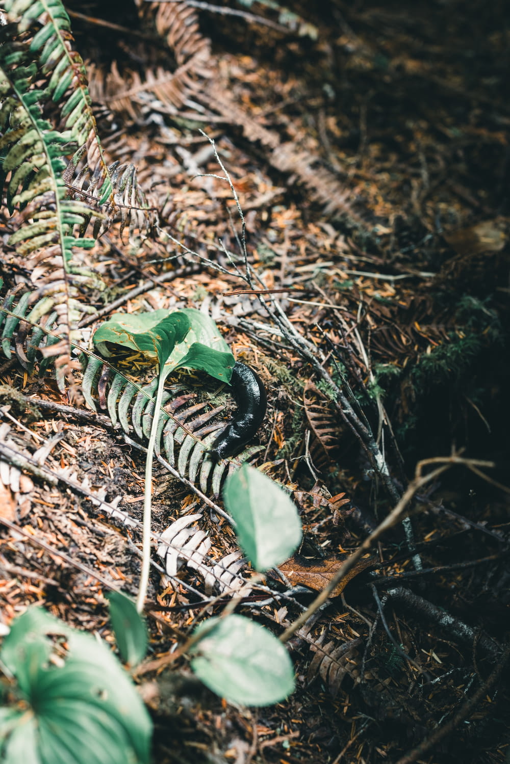a snake crawling on the ground in the woods