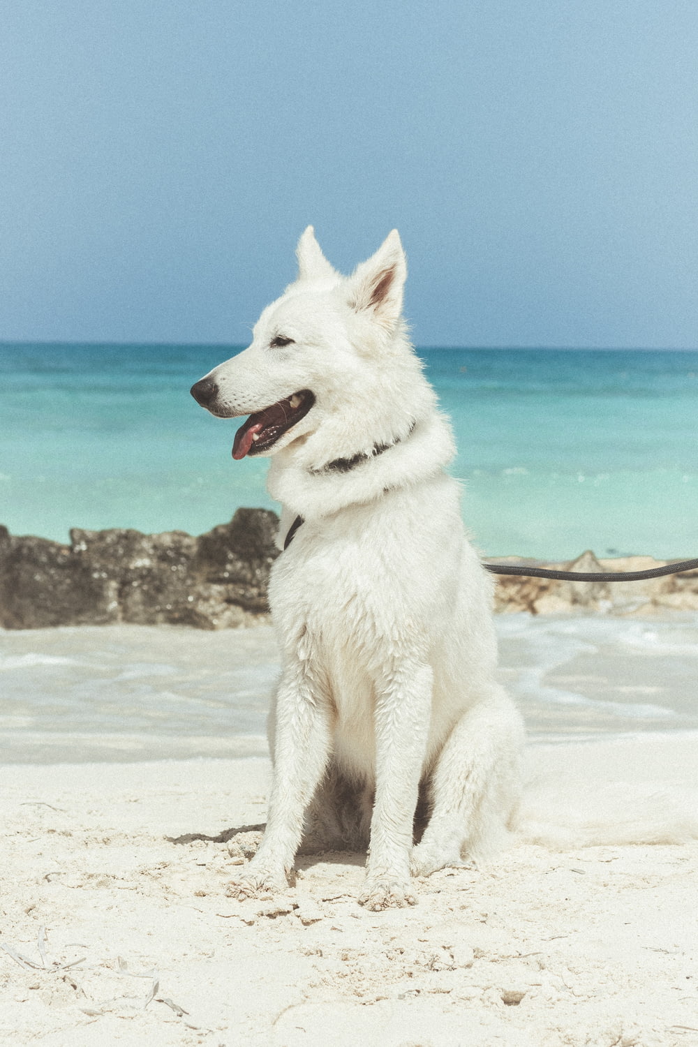 a white dog sitting on a sandy beach