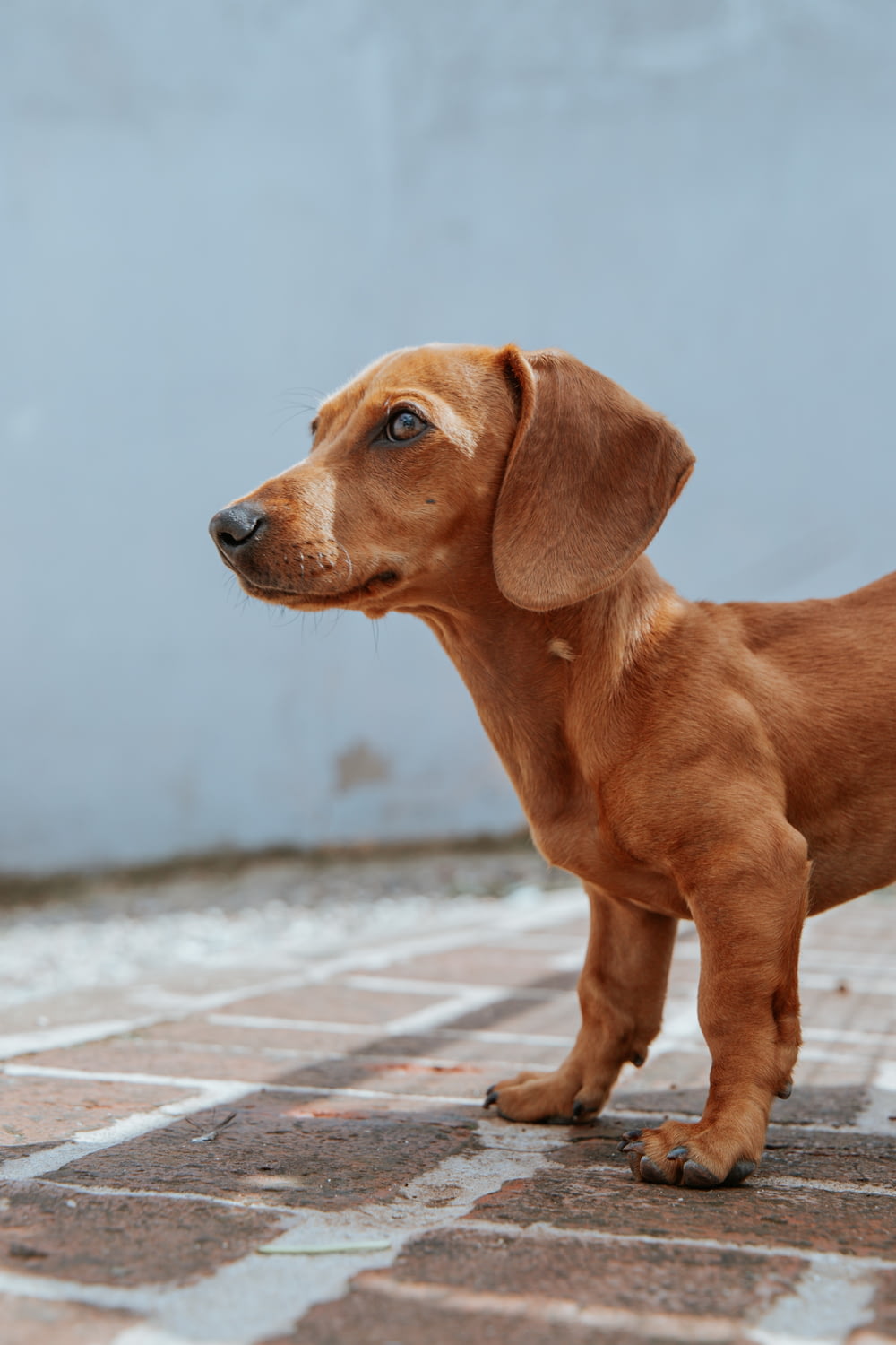 a small brown dog standing on top of a tiled floor