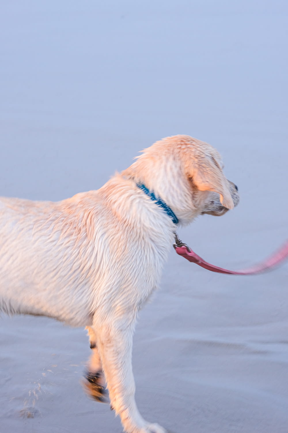 a white dog with a red leash standing in the water