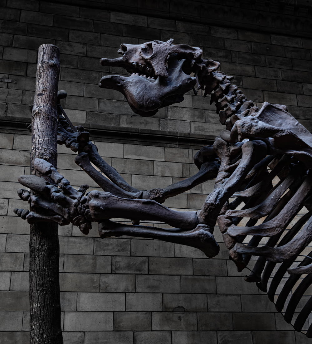 Um esqueleto de um dinossauro é mostrado em frente a uma parede de tijolos
