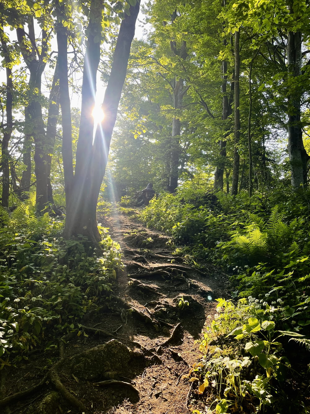 the sun shines through the trees on a trail