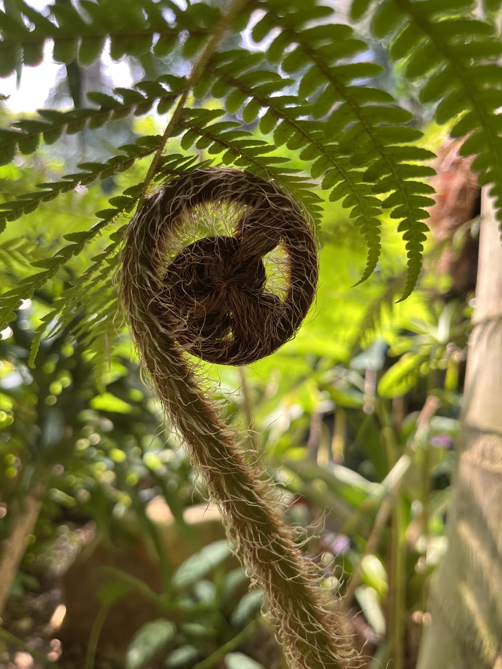 a bird nest hanging from a tree branch