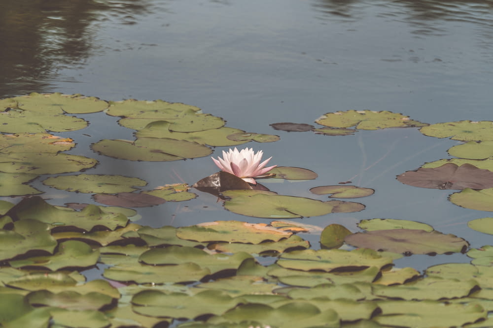 a white flower floating on top of a pond filled with lily pads