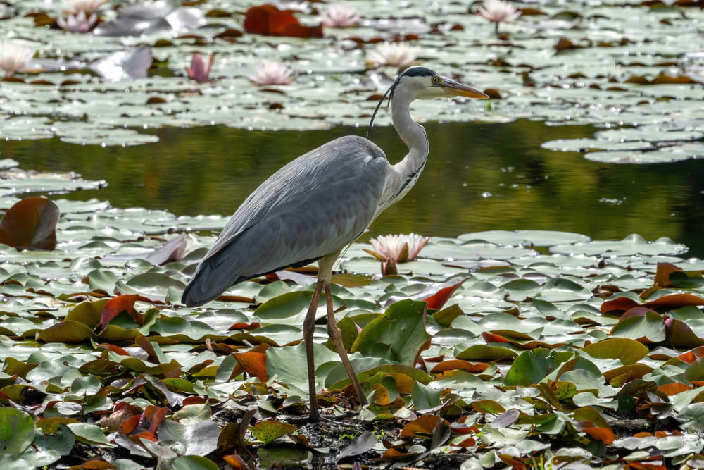 a bird is standing in a pond with lily pads