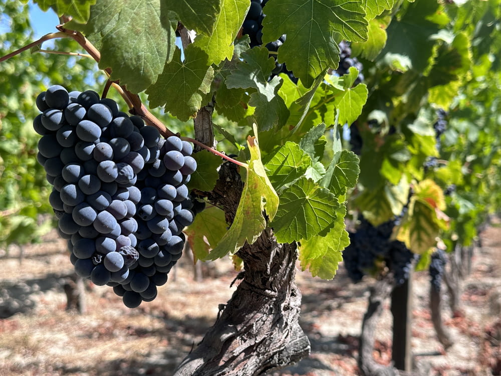 a bunch of grapes hanging from a vine in a vineyard
