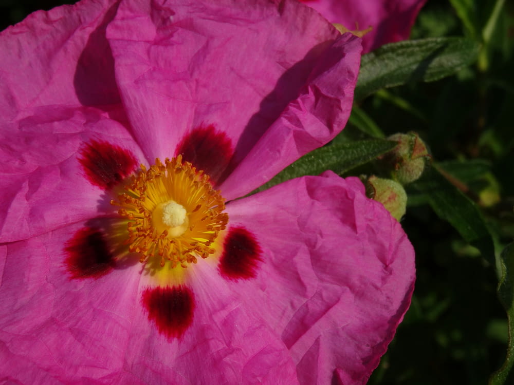 a close up of a pink flower with a yellow center