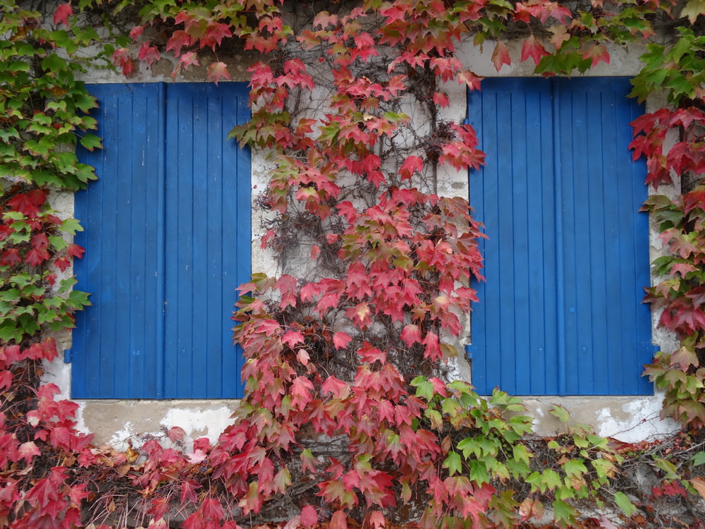a window with blue shutters covered in green and red leaves