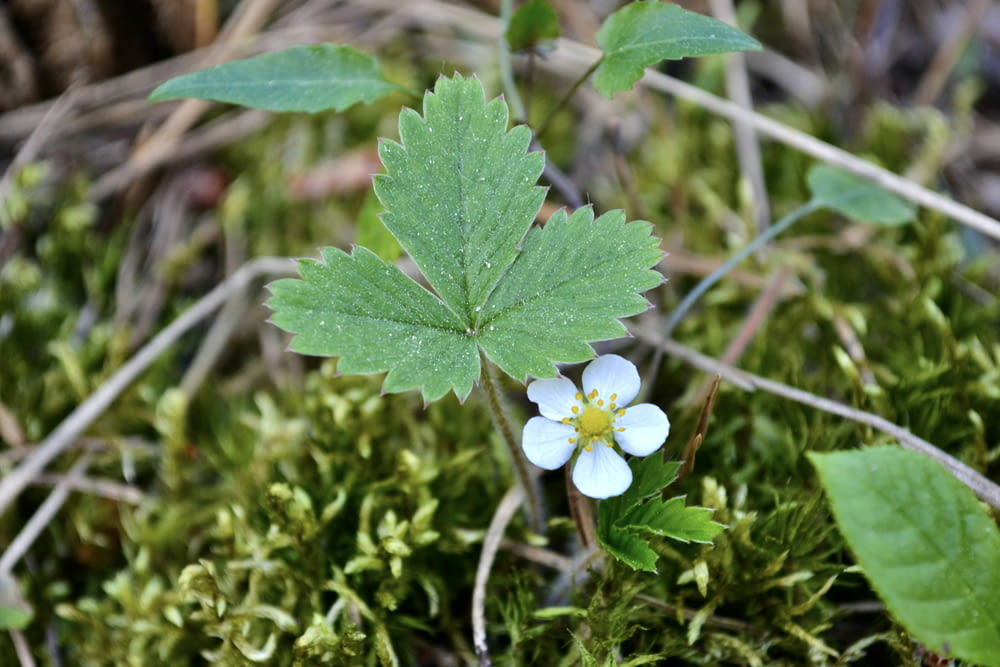 a small white flower sitting on top of a lush green field
