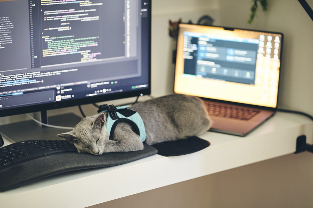 a cat wearing a harness sleeping on a computer desk