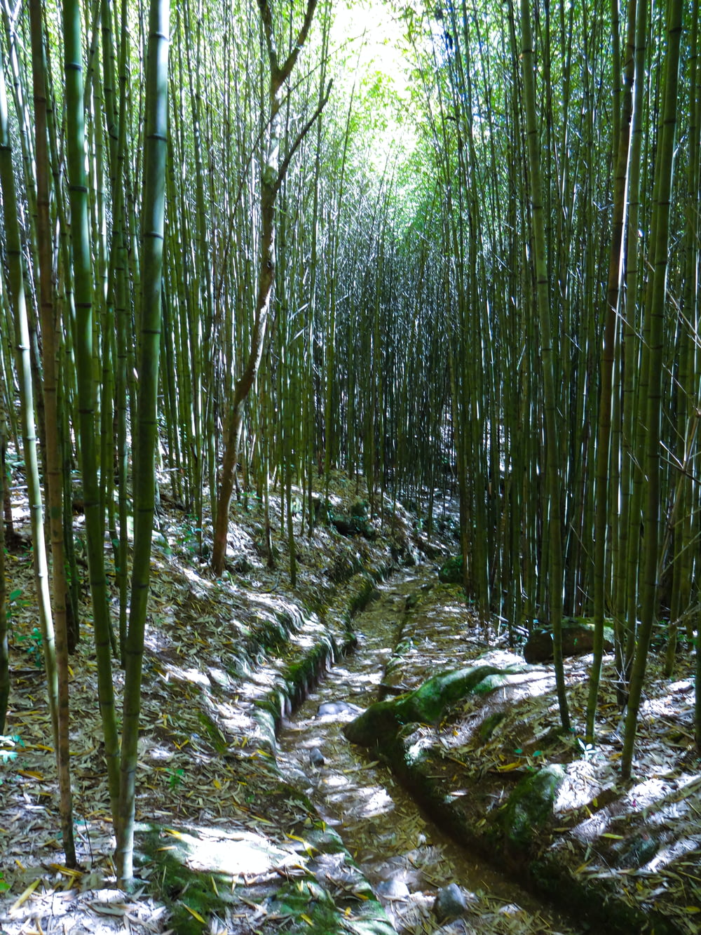 a path in the middle of a bamboo forest