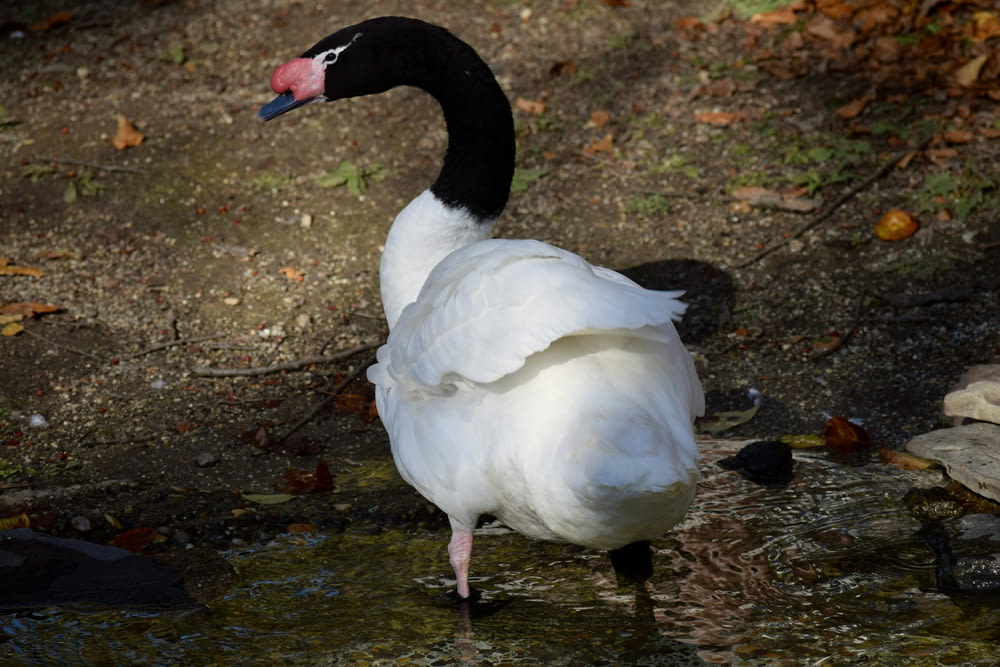 a black and white goose standing in a puddle of water
