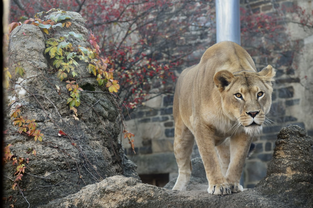 a lion walking on a rock in a zoo