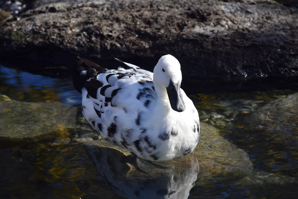 a white and black duck sitting on top of a body of water