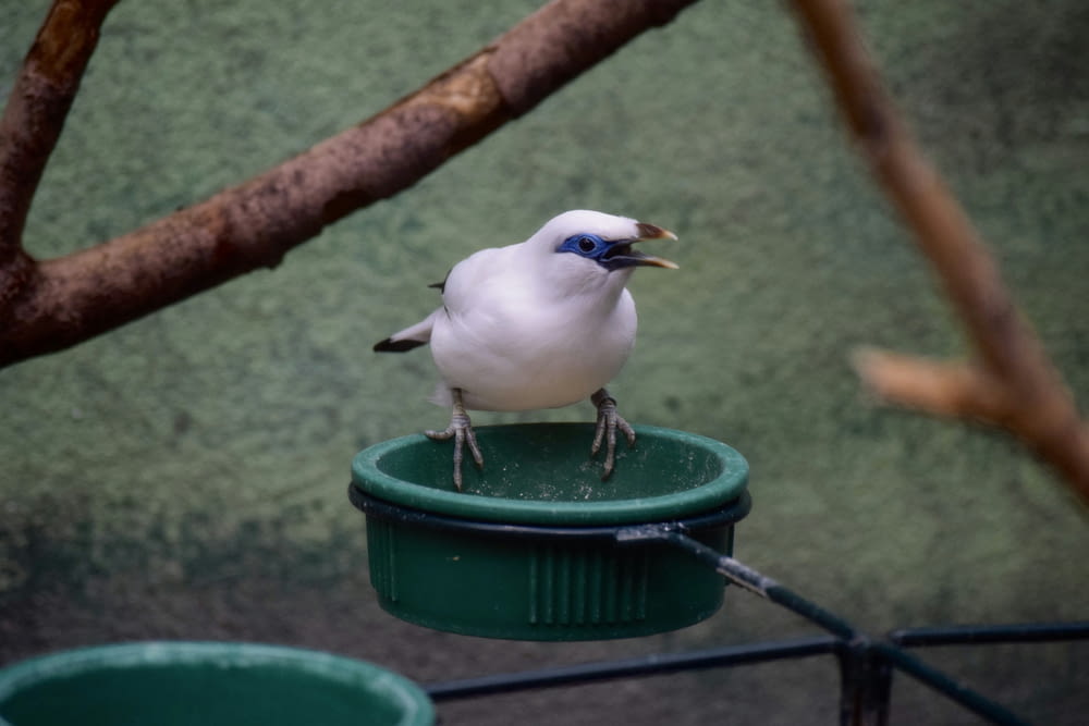 a white bird sitting on top of a green container