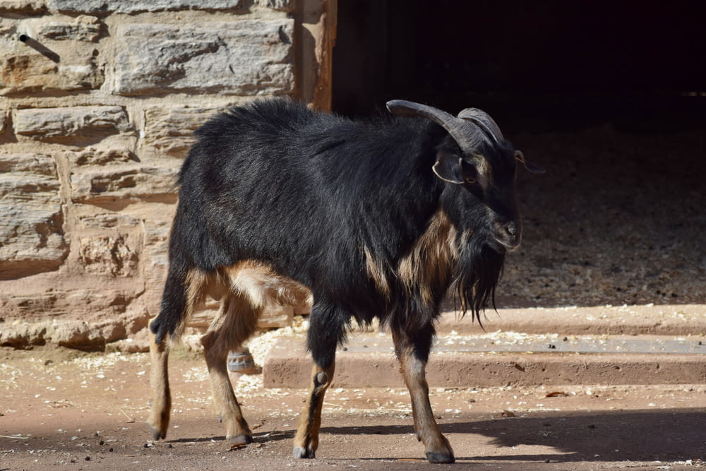 a black and brown goat standing in front of a stone building