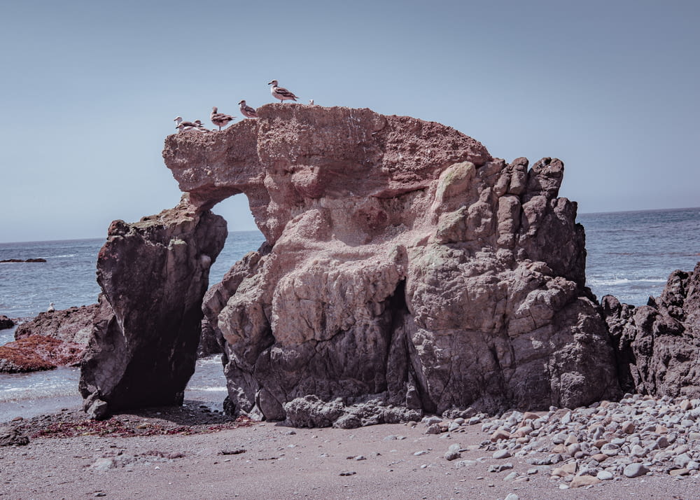 a group of birds sitting on top of a rock formation